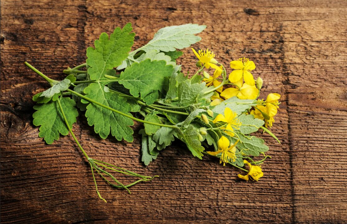 Celandine - healing plant against toenail fungus